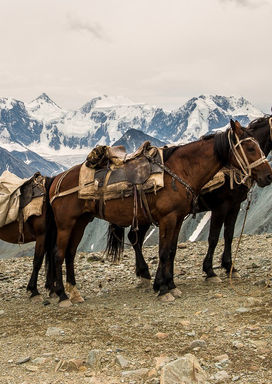 Belukha is the heart of Asia. Hiking with pack horses
