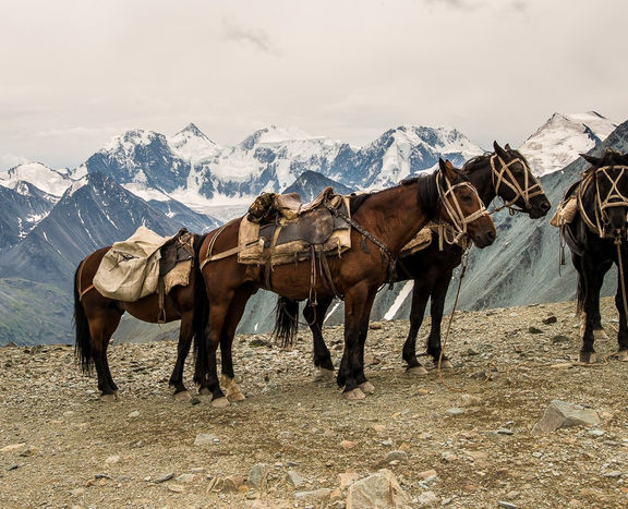 Belukha is the heart of Asia. Hiking with pack horses